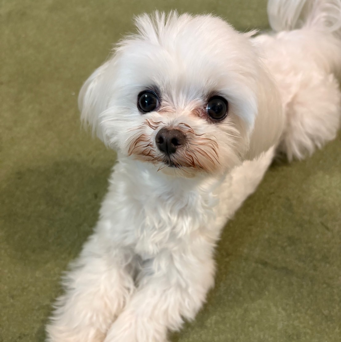 ☆卒業犬かずはちゃんの近況☆